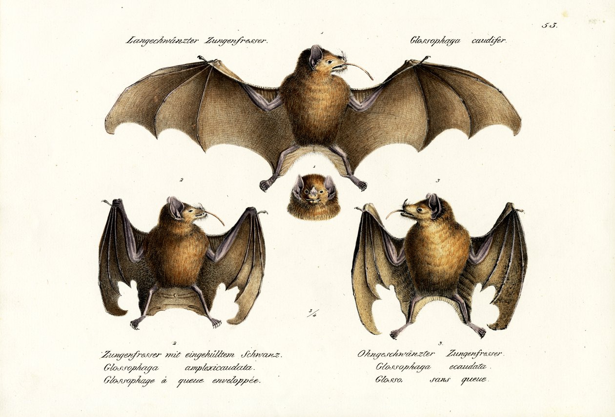 Morcego de nariz comprido, 1824 de Karl Joseph Brodtmann