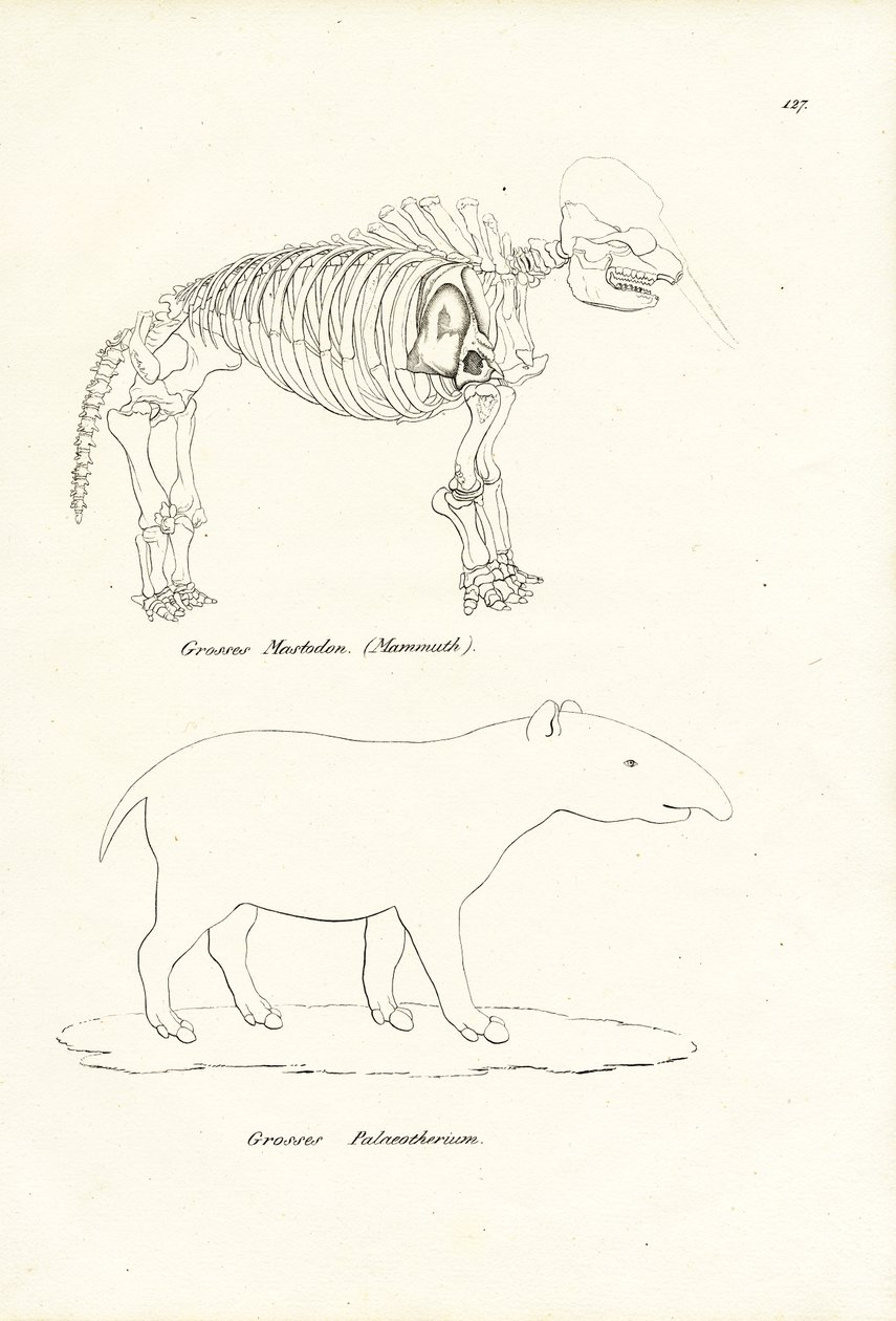 Mastodon, 1824 de Karl Joseph Brodtmann