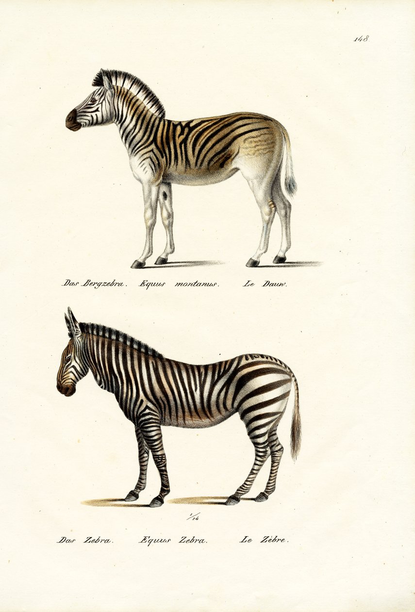 Zebra de montanha, 1824 de Karl Joseph Brodtmann