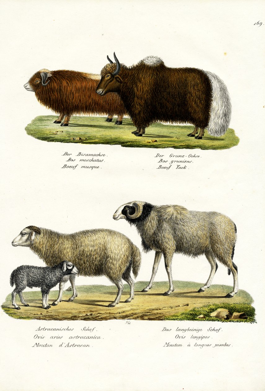 Boi-almiscarado, 1824 de Karl Joseph Brodtmann