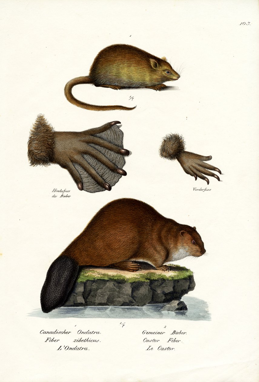 Rato almiscarado, 1824 de Karl Joseph Brodtmann
