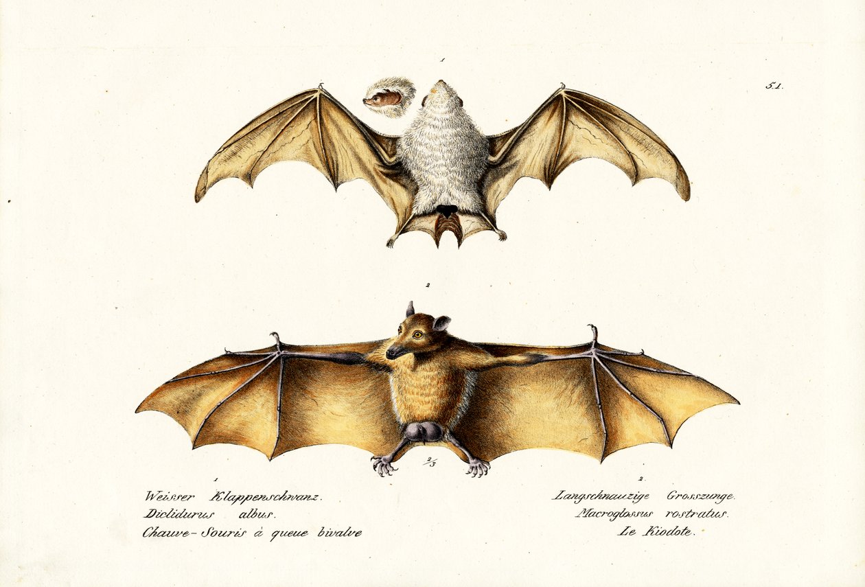 Bastão do Fantasma do Norte, 1824 de Karl Joseph Brodtmann