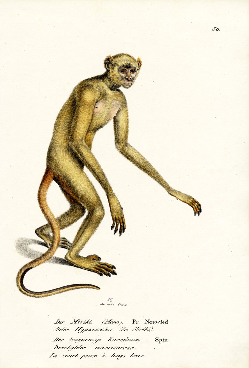 Northern Muriqui, 1824  de Karl Joseph Brodtmann