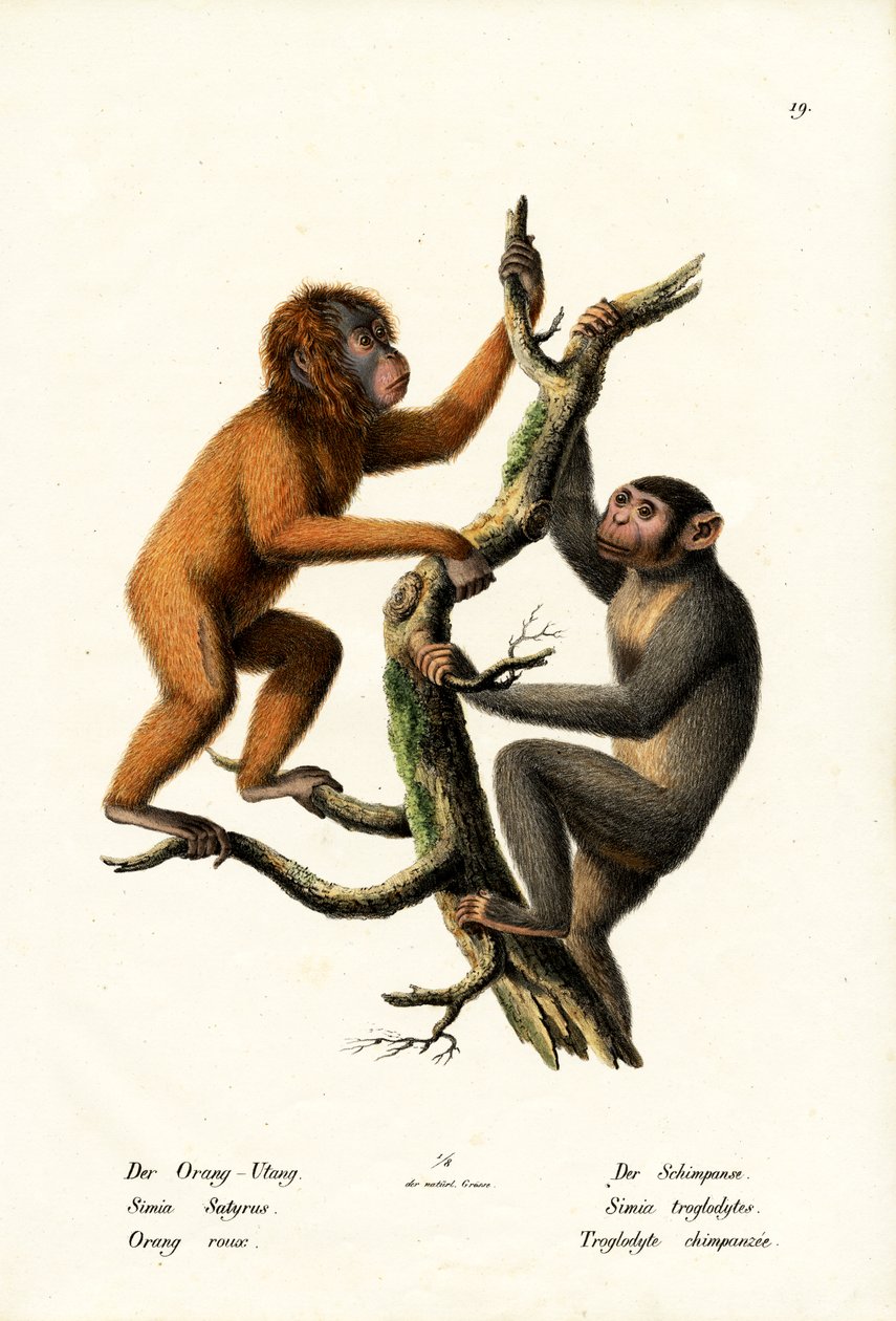 Orangotango, 1824 de Karl Joseph Brodtmann