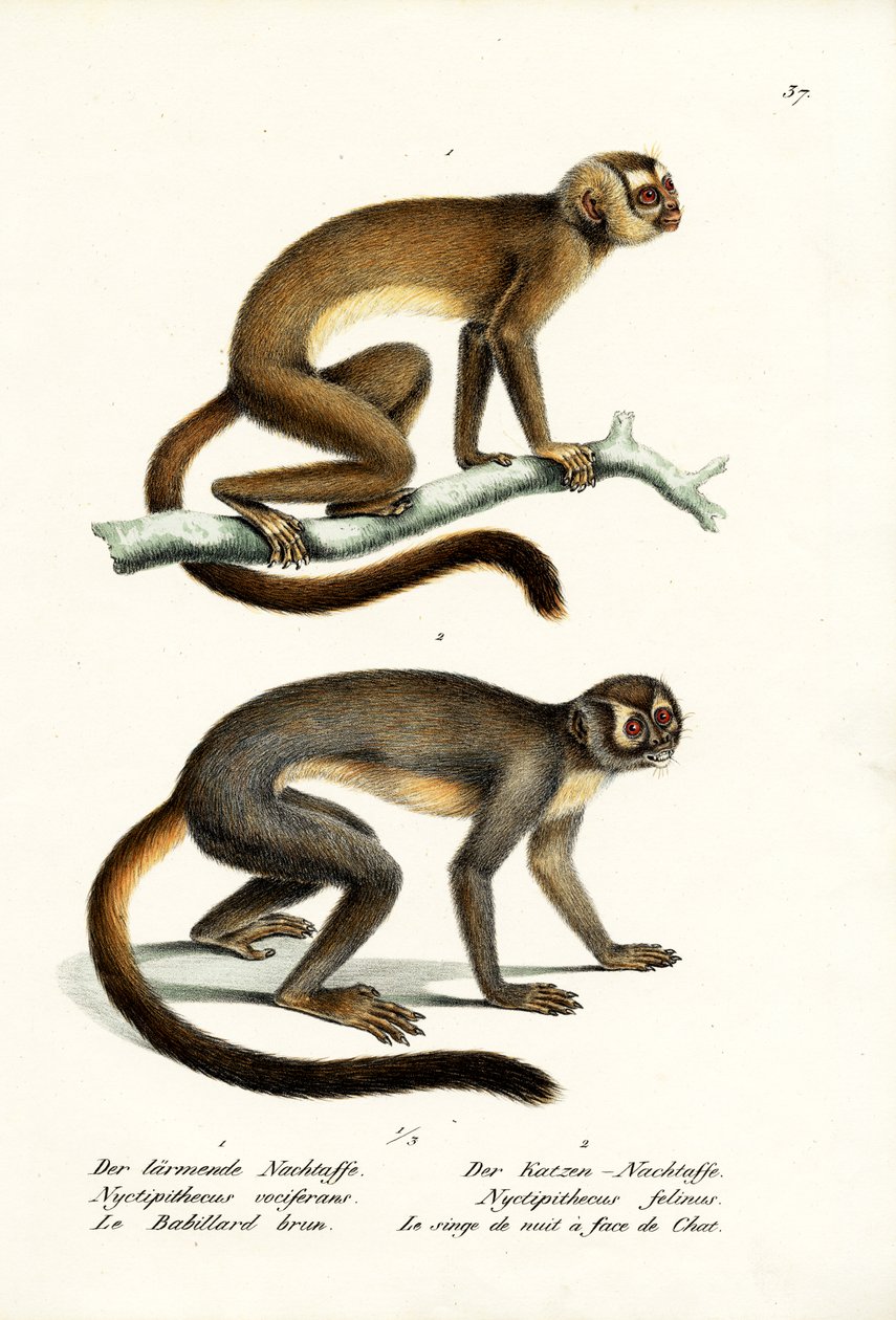 Macacos Da Coruja, 1824 de Karl Joseph Brodtmann