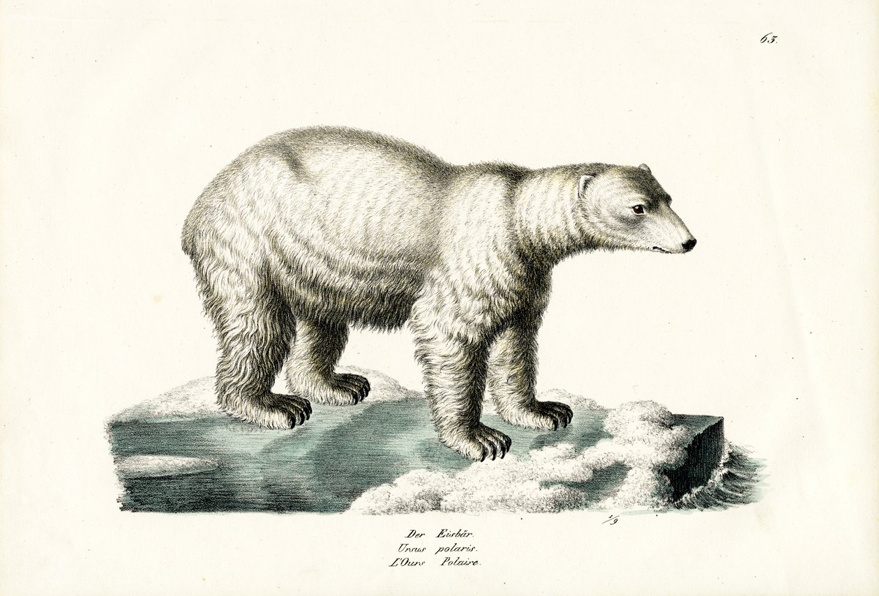 Urso Polar, 1824 de Karl Joseph Brodtmann
