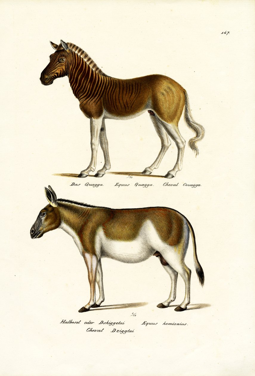 Quagga, 1824 de Karl Joseph Brodtmann