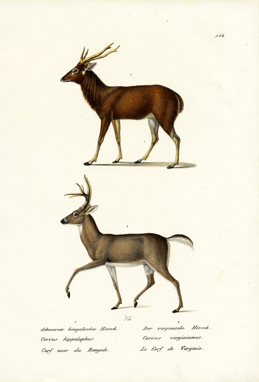 Veado-vermelho, 1824 de Karl Joseph Brodtmann