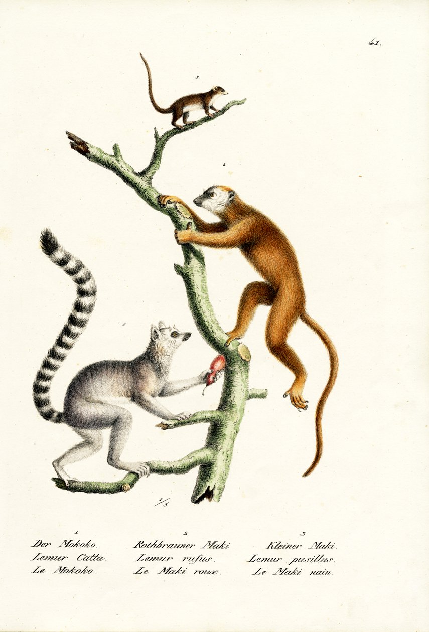 Lêmure-de-cauda-anelada, 1824 de Karl Joseph Brodtmann