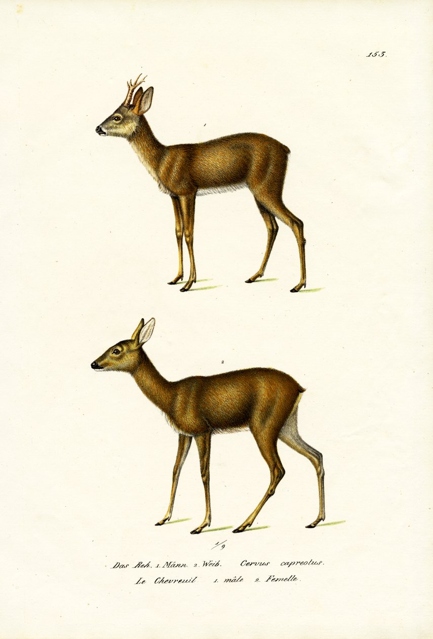 Corça, 1824 de Karl Joseph Brodtmann