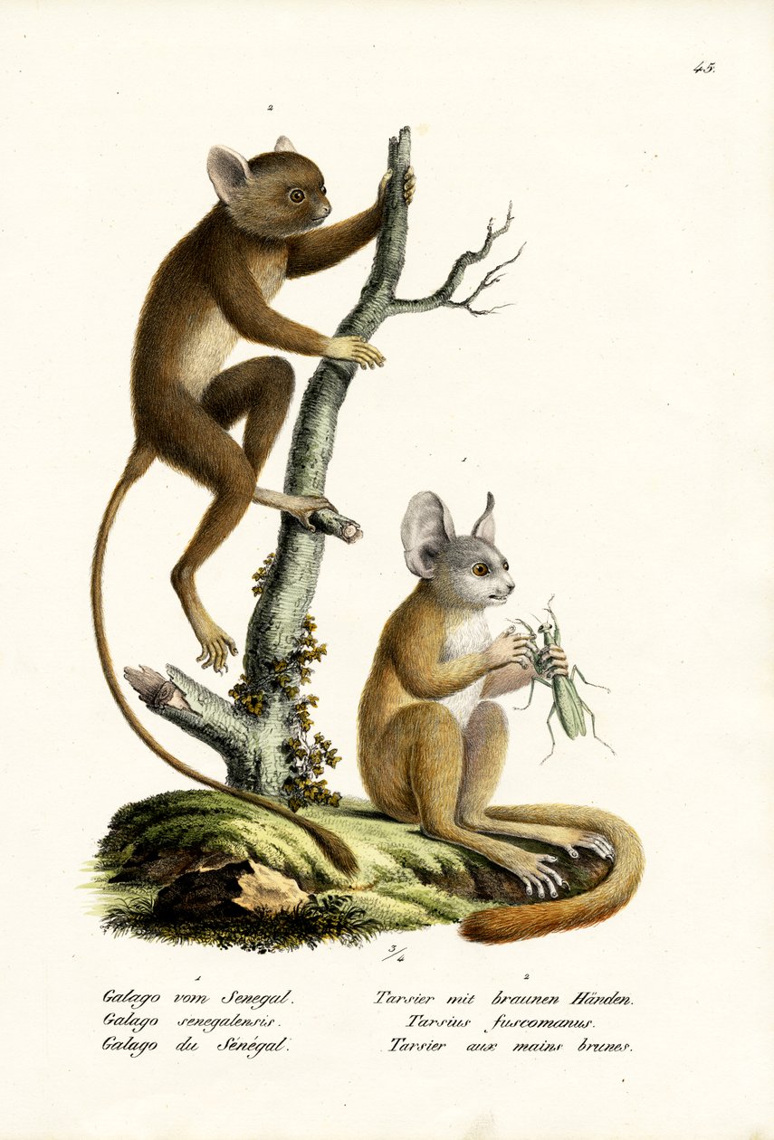 Senegal Bushbaby, 1824 de Karl Joseph Brodtmann