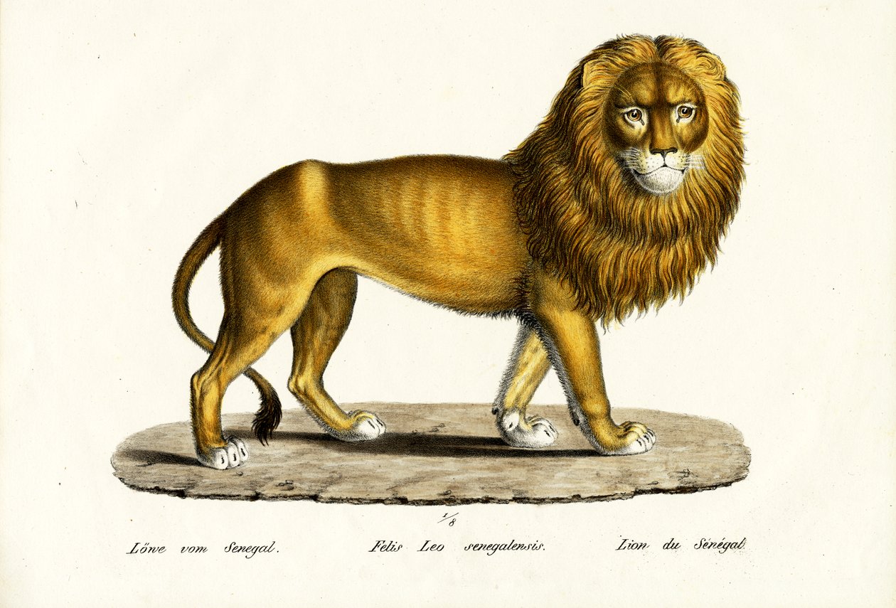 Leão do Senegal, 1824 de Karl Joseph Brodtmann