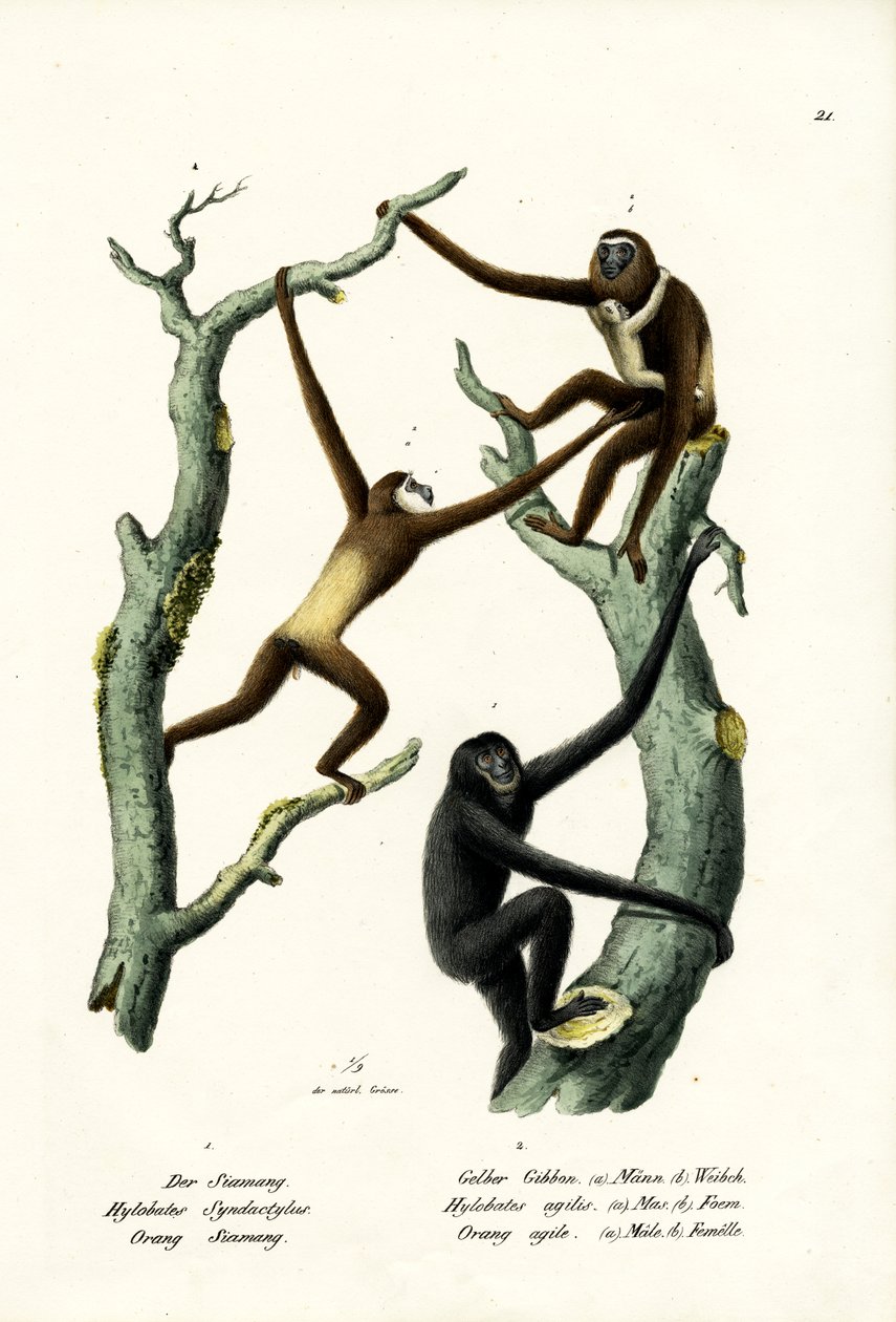 Siamang, 1824 de Karl Joseph Brodtmann