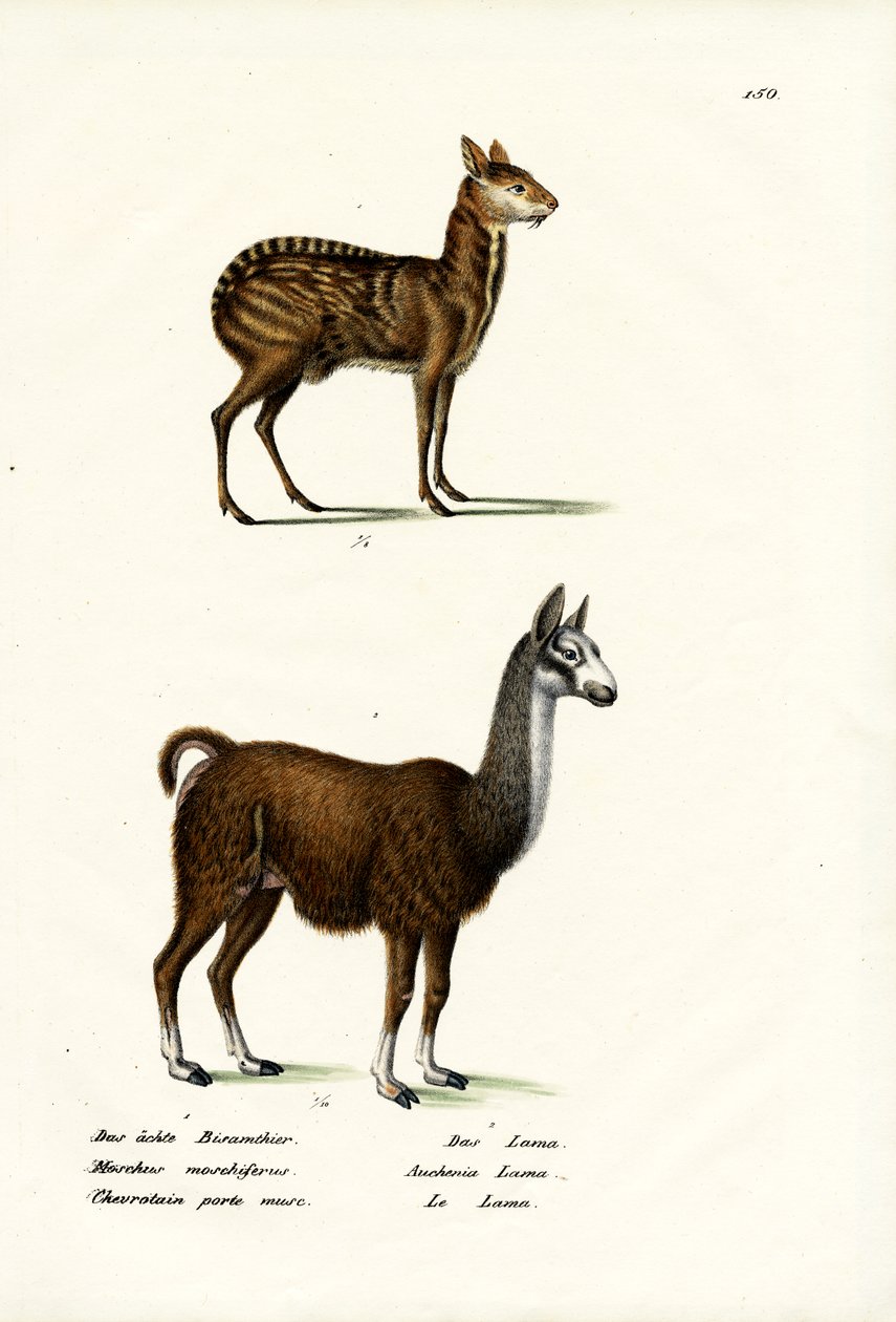 Veado-almiscarado siberiano, 1824 de Karl Joseph Brodtmann
