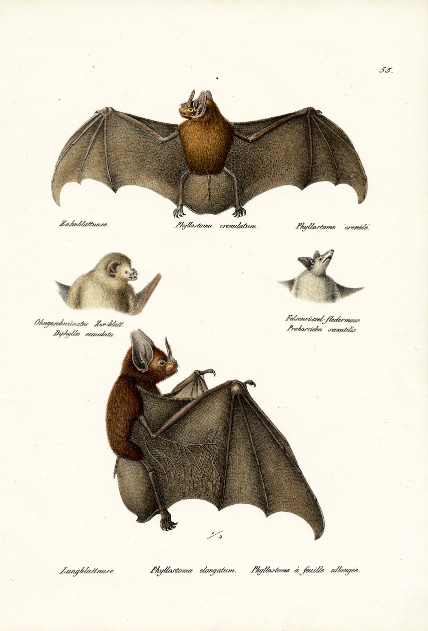 Morcegos em forma de lança, 1824 de Karl Joseph Brodtmann