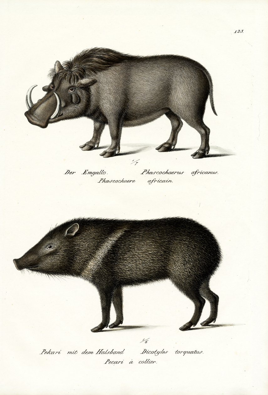 Javali, 1824 de Karl Joseph Brodtmann