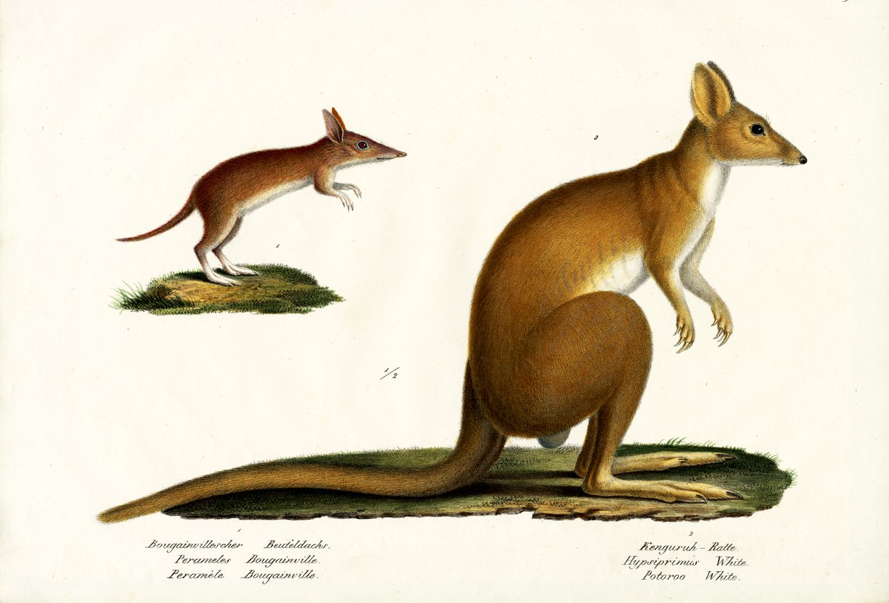 Bandicoot barrado ocidental, 1824 de Karl Joseph Brodtmann