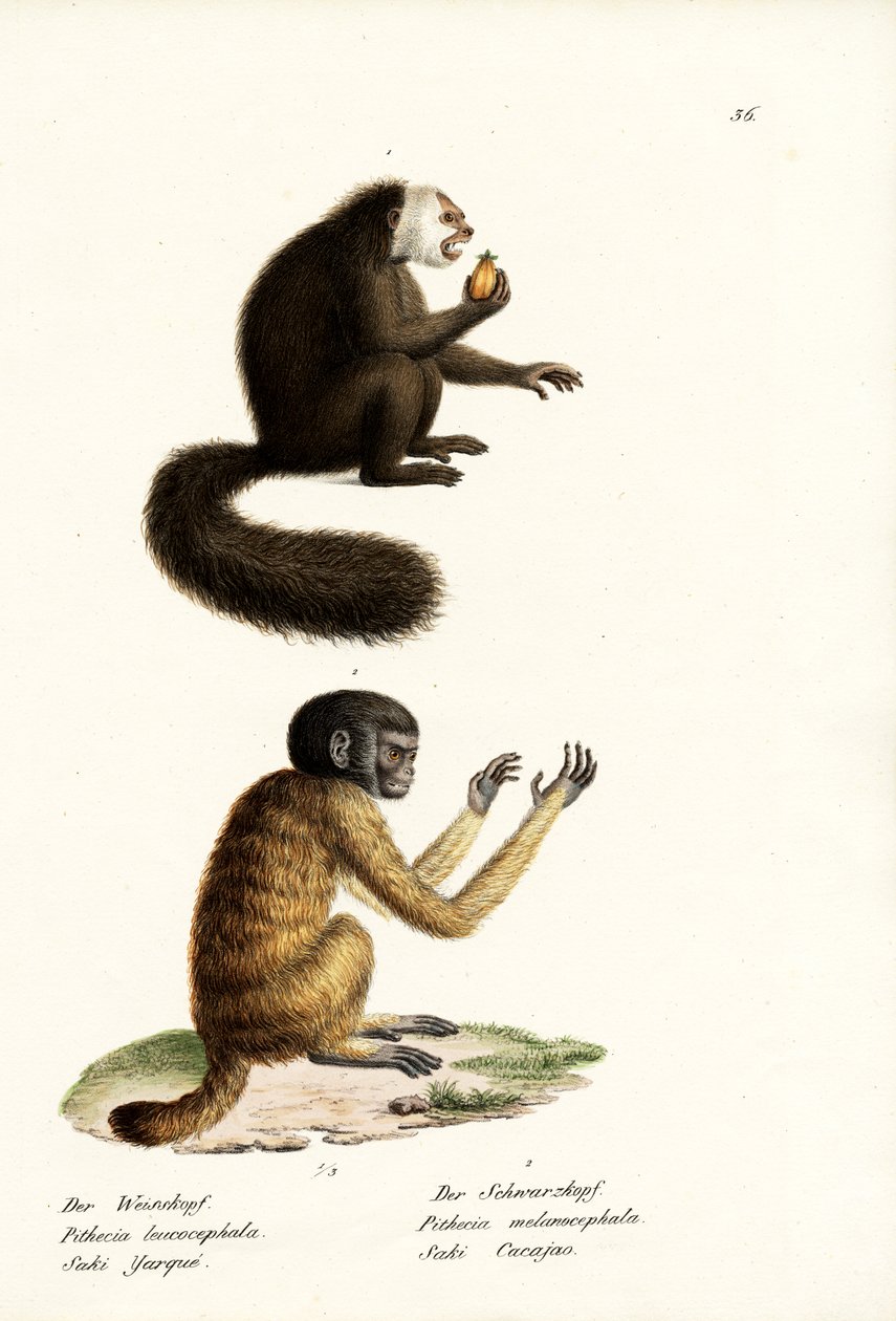 Saki Branco, 1824 de Karl Joseph Brodtmann