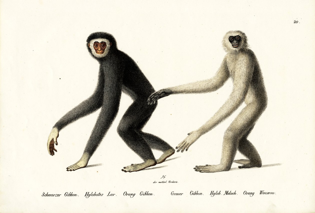 Gibão Branco-Entregue, 1824 de Karl Joseph Brodtmann