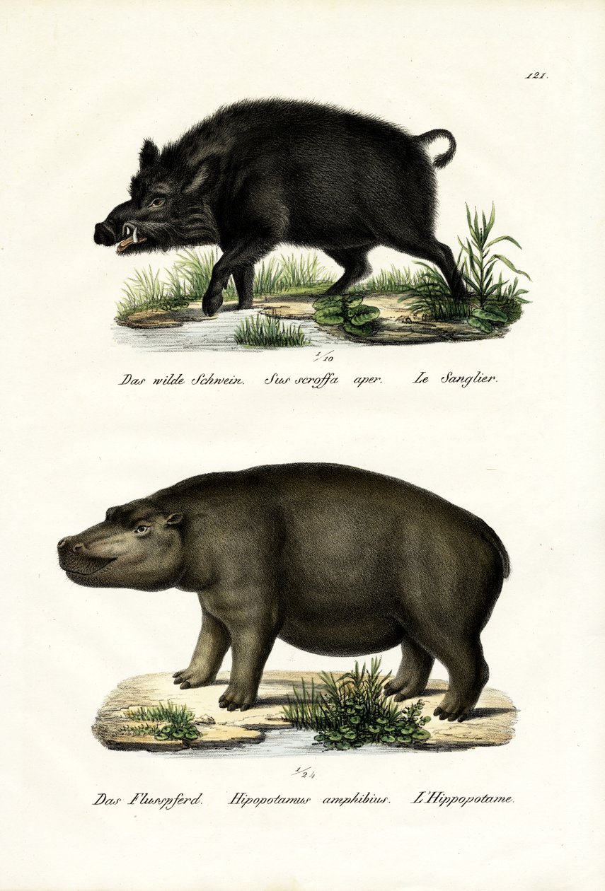 Javali, 1824 de Karl Joseph Brodtmann
