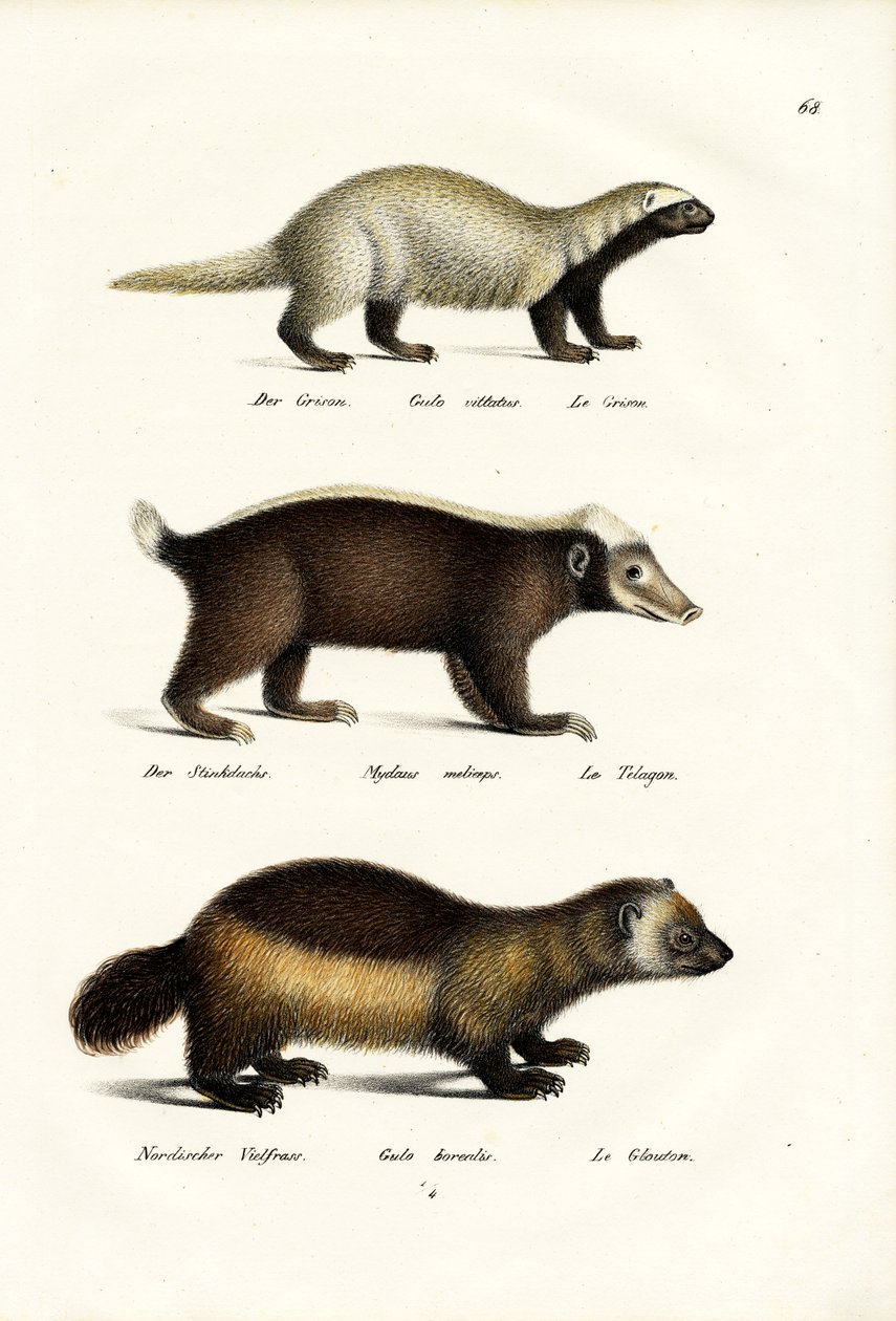 Wolverine, 1824 de Karl Joseph Brodtmann