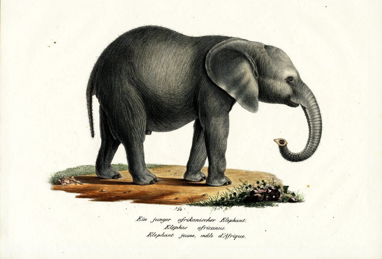 Elefante africano novo, 1824 de Karl Joseph Brodtmann