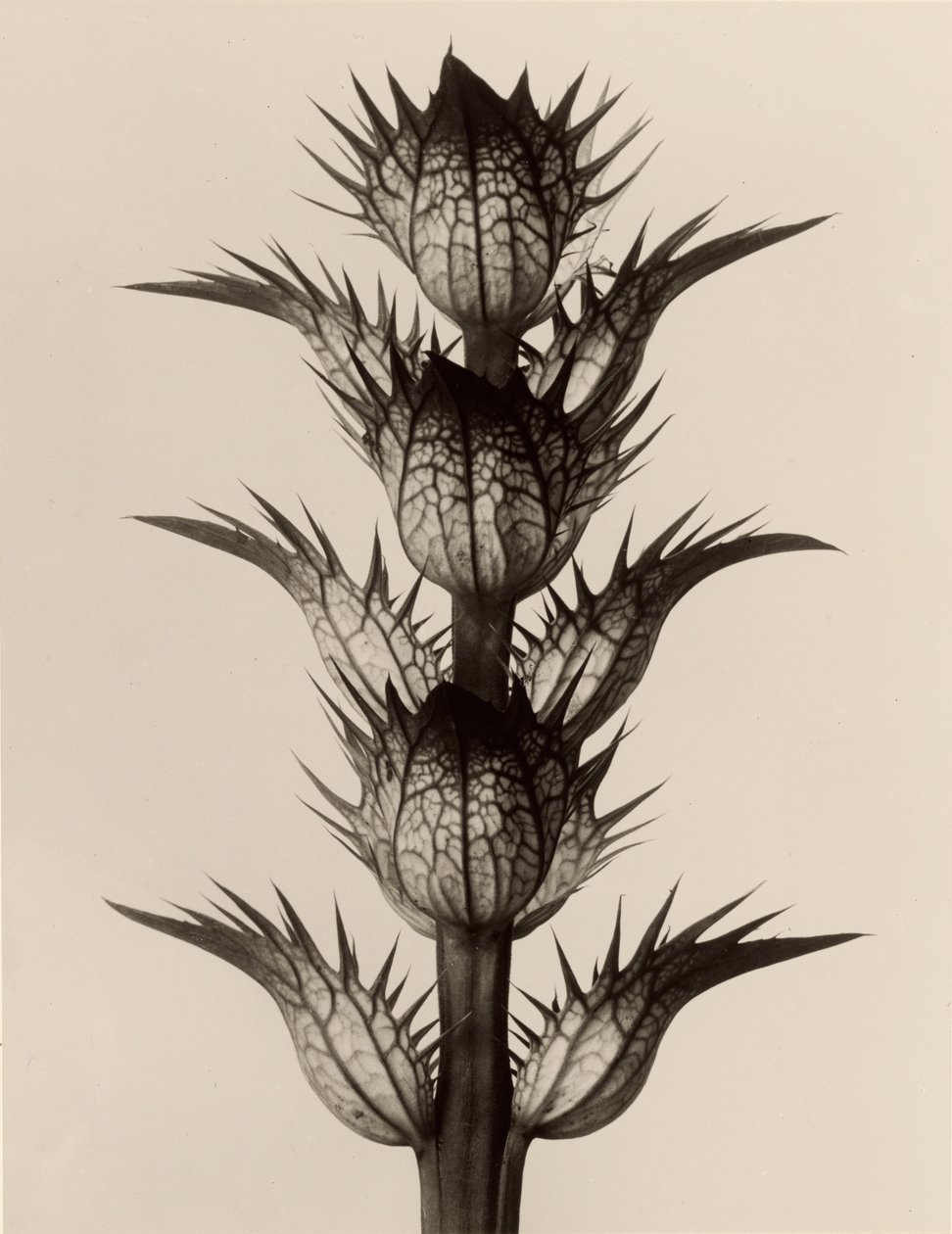 Acanto (Acanthus mollis) de Karl Blossfeldt