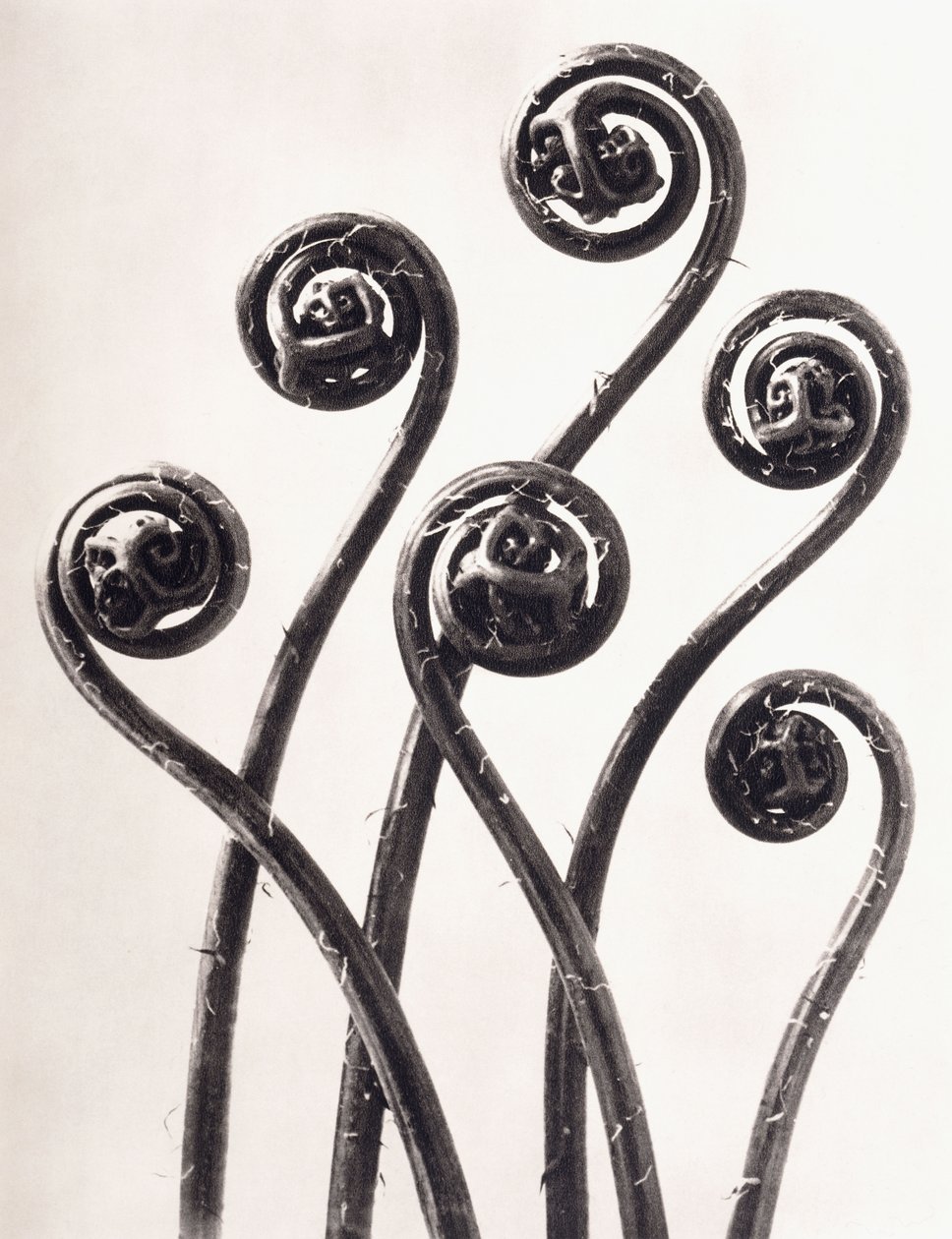 Adiantum Pedatum - American Maidenhair Fern, Young roll-up frondes Enlarged Oito vezes de Karl Blossfeldt