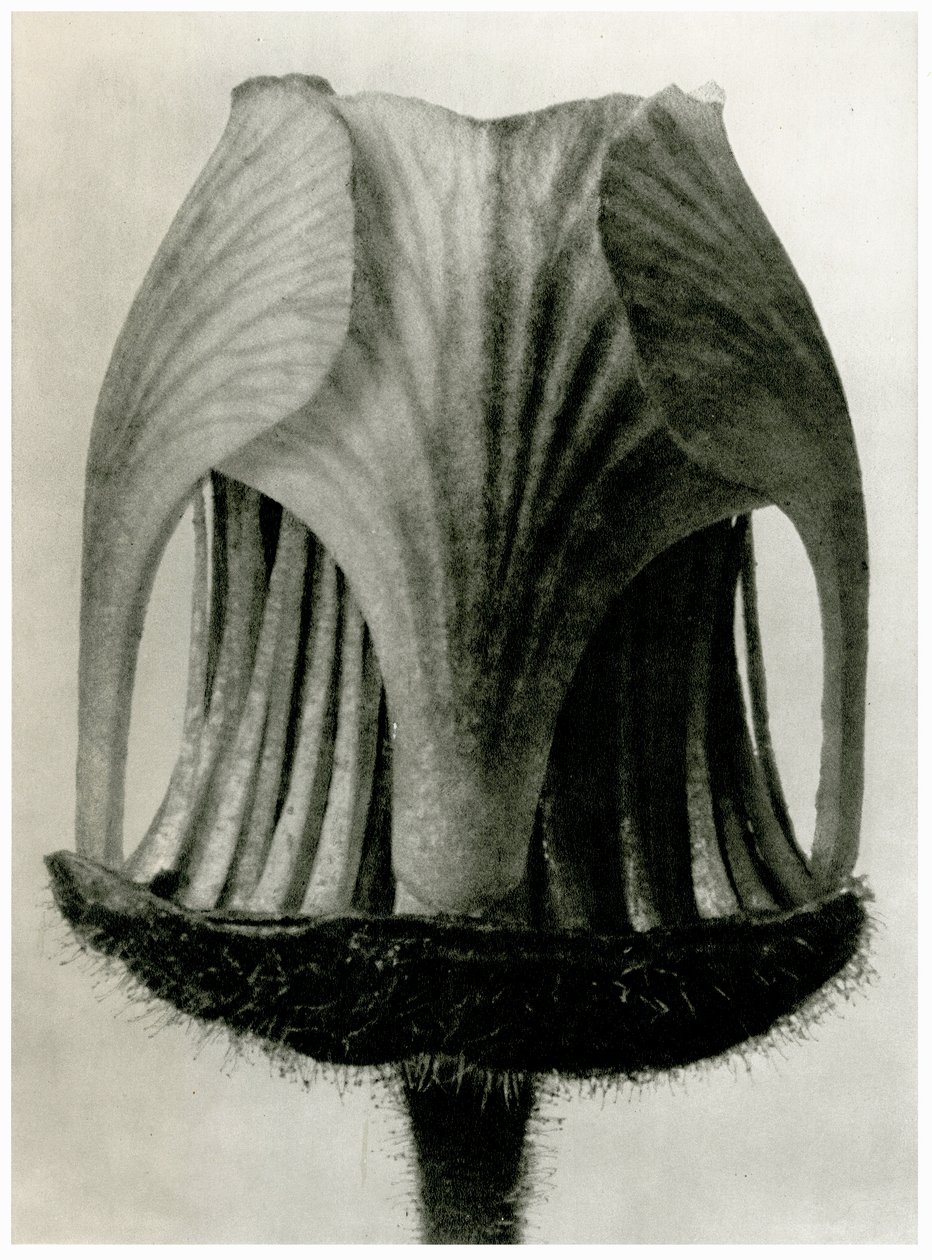 Geum Rivale. 1929 (fotogravação) de Karl Blossfeldt