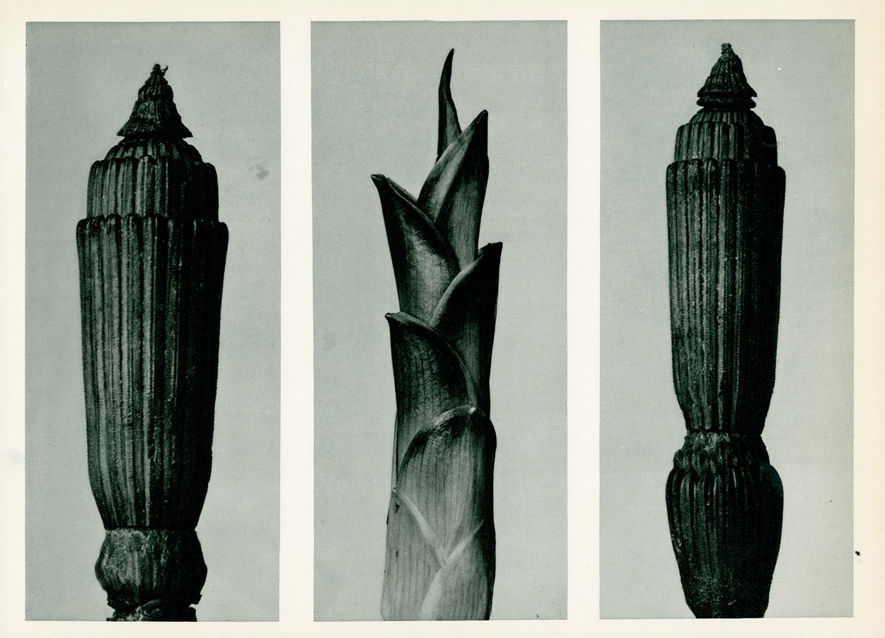 Cavalinha do Rush, 1929 (fotogravura) de Karl Blossfeldt