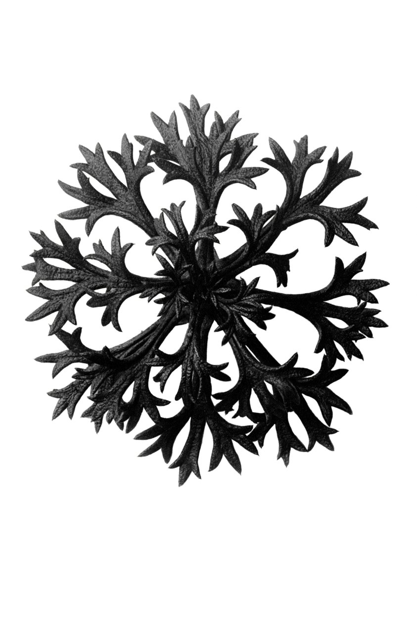 Formas originais de arte (Urformen der Kunst) de Karl Blossfeldt