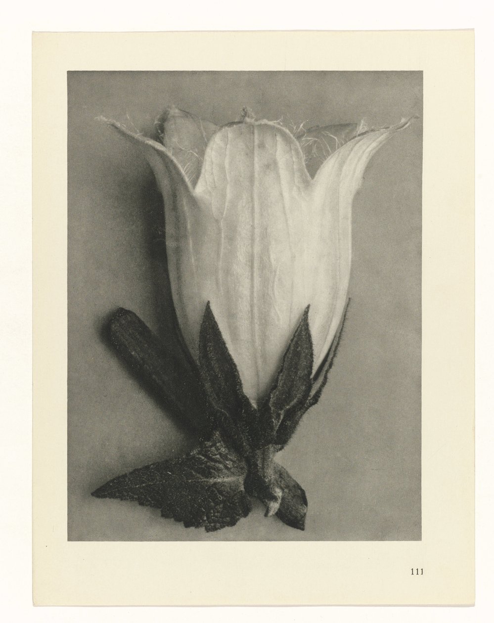 Estudos Fitossanitários
Arquétipos de Arte: Imagens de plantas fotográficas (título da série) de Karl Blossfeldt