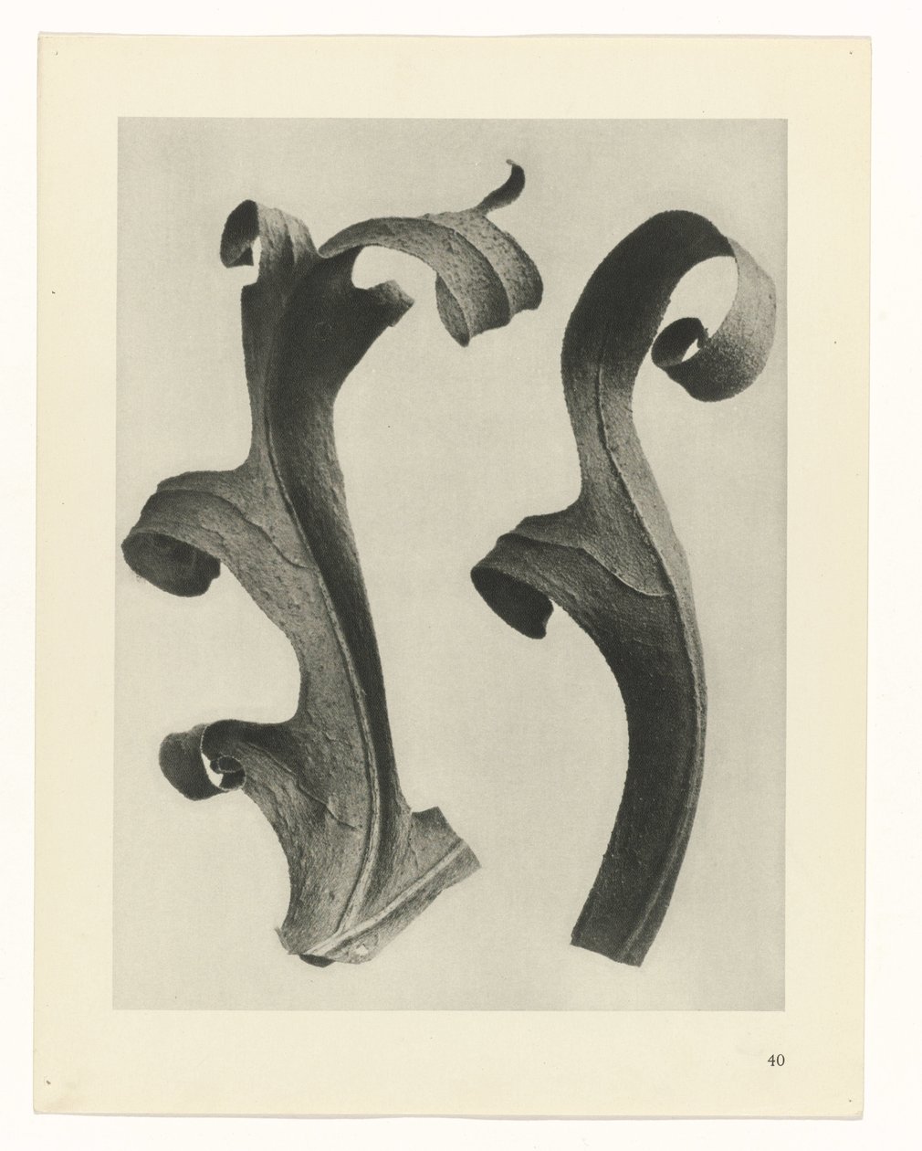 Estudos Fitossanitários
Arquétipos de Arte: Imagens de plantas fotográficas (título da série) de Karl Blossfeldt