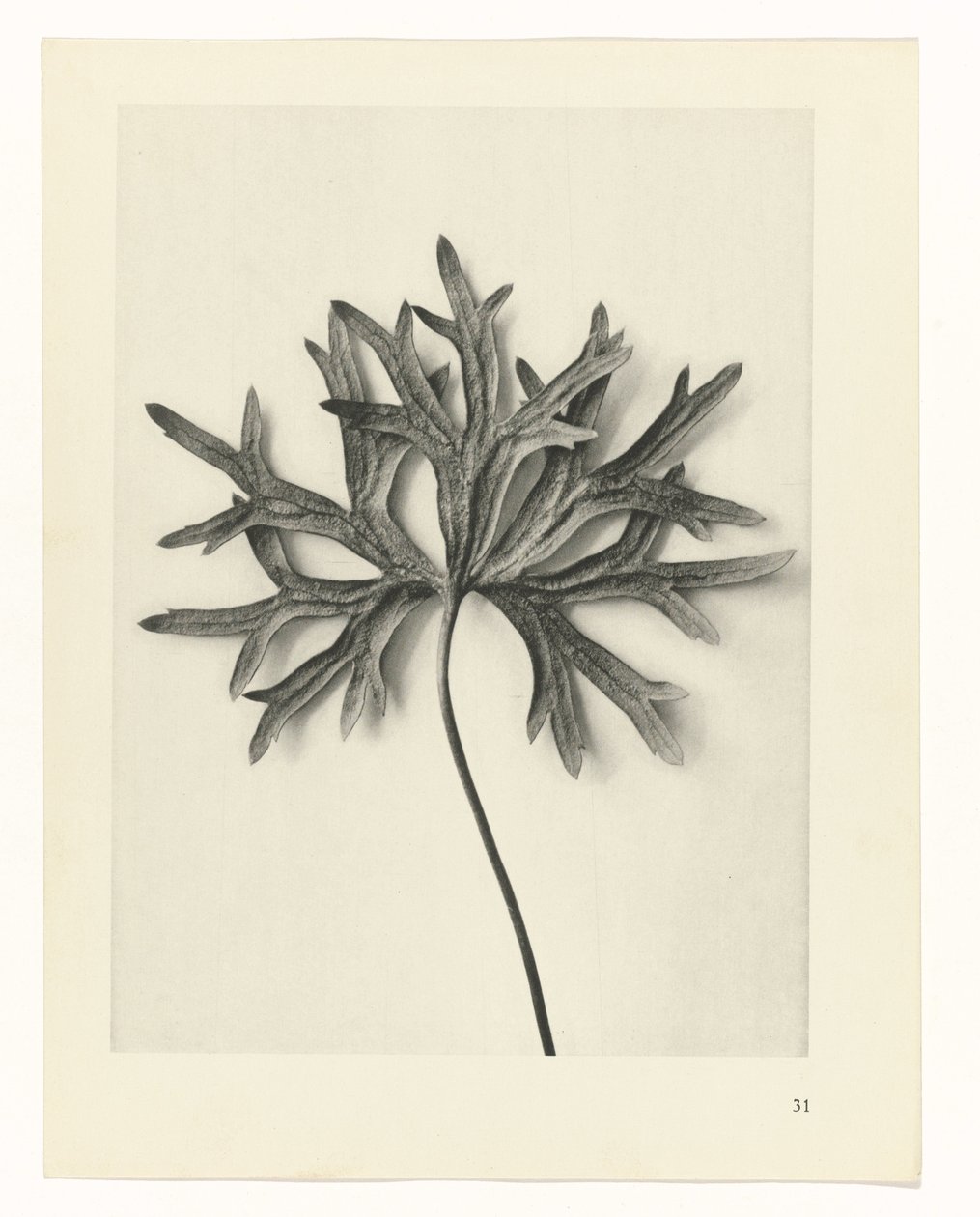 Estudos Fitossanitários
Arquétipos de Arte: Imagens de plantas fotográficas (título da série) de Karl Blossfeldt