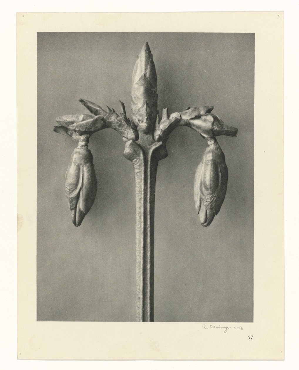 Estudos de plantas Arquétipos de arte: imagens fotográficas de plantas (título da série) de Karl Blossfeldt