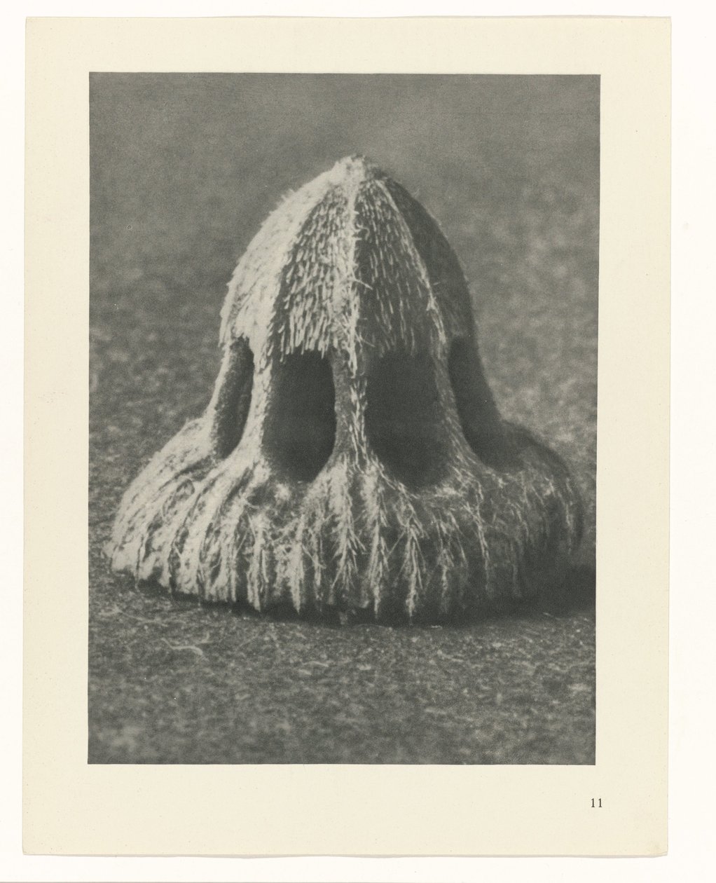 Estudos de plantas Arquétipos de arte: imagens fotográficas de plantas (título da série) de Karl Blossfeldt