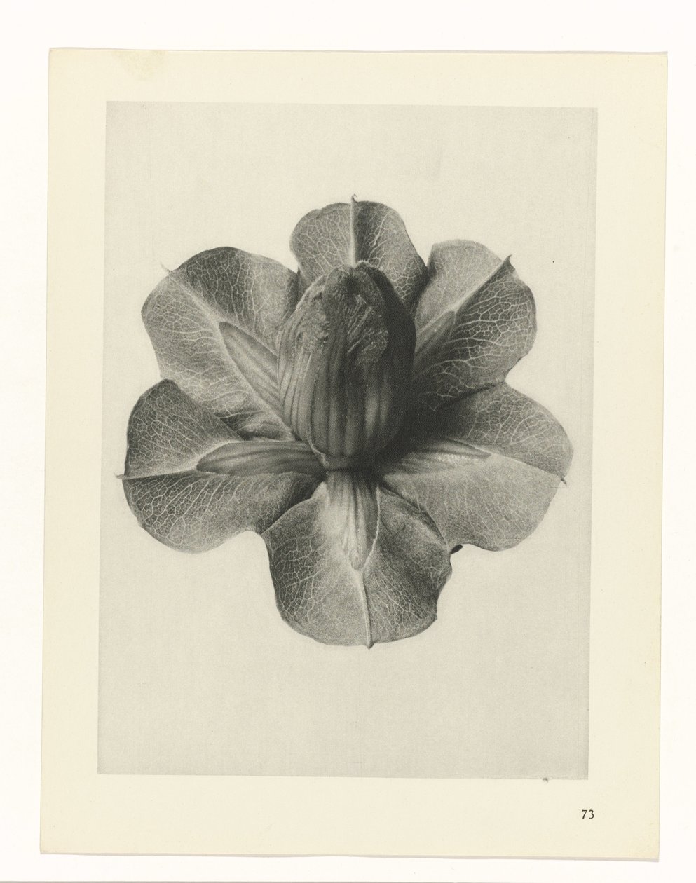 Estudos de plantas Arquétipos de arte: imagens fotográficas de plantas (título da série) de Karl Blossfeldt