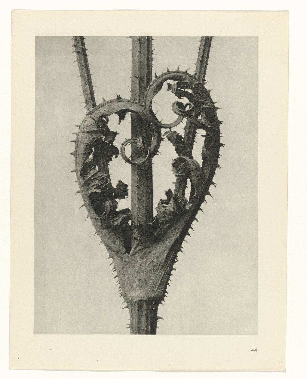 Estudos Fitossanitários
Arquétipos de Arte: Imagens de plantas fotográficas (título da série) de Karl Blossfeldt