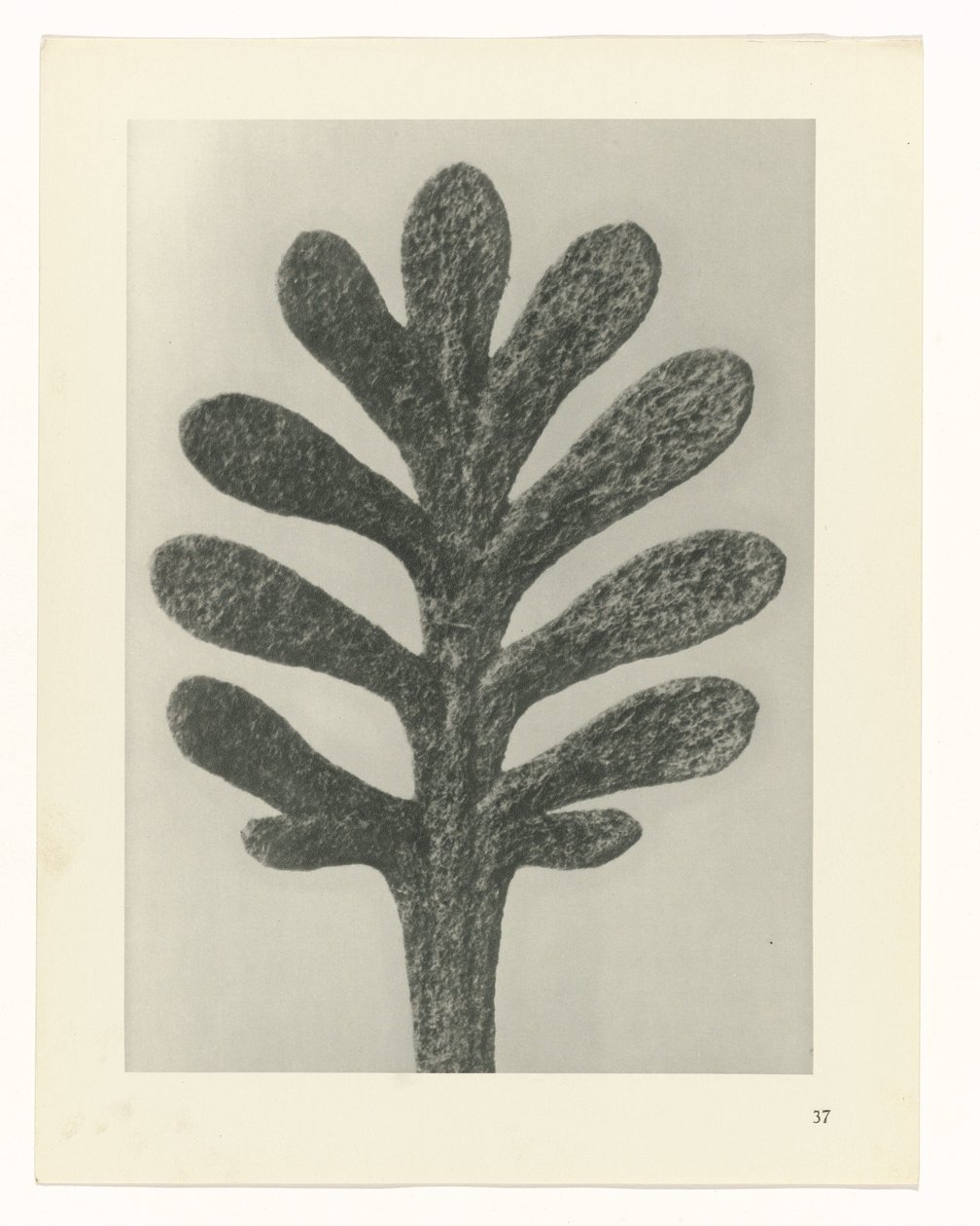 Estudos de plantas Arquétipos de arte: imagens fotográficas de plantas (título da série) de Karl Blossfeldt