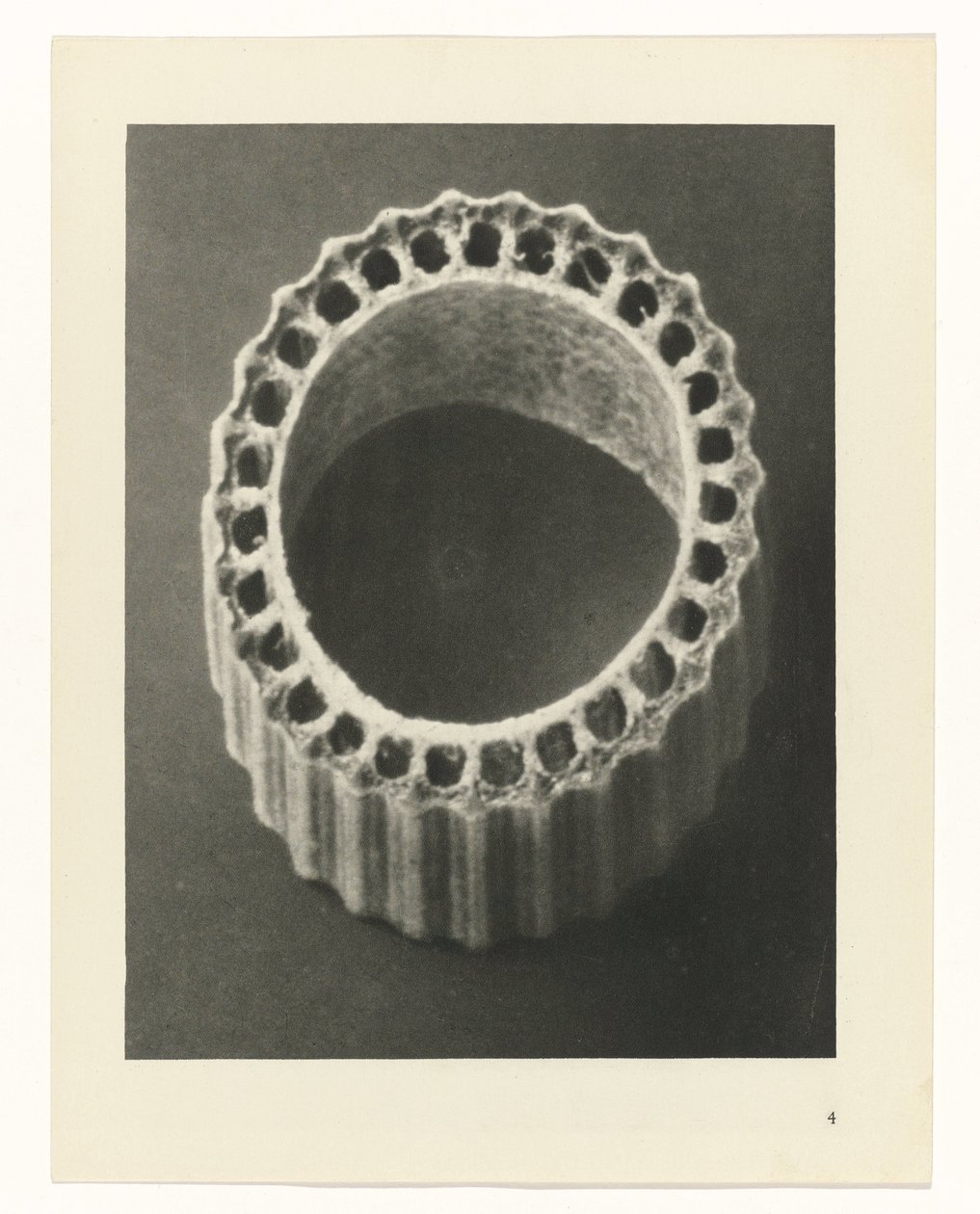 Estudos Fitossanitários
Arquétipos de Arte: Imagens de plantas fotográficas (título da série) de Karl Blossfeldt