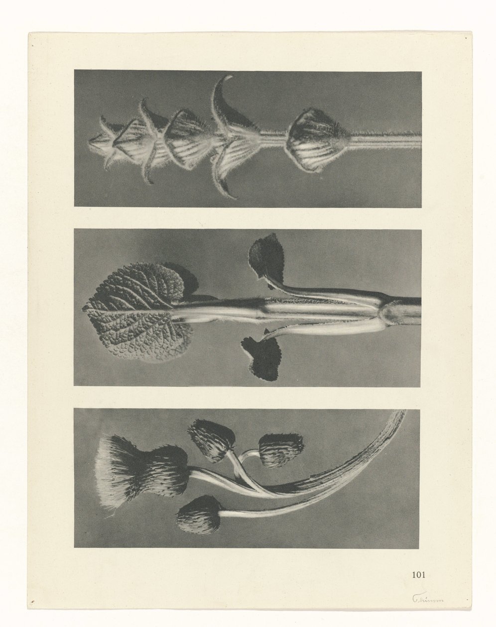 Estudo das plantas
Arquétipos de Arte (título da série) de Karl Blossfeldt