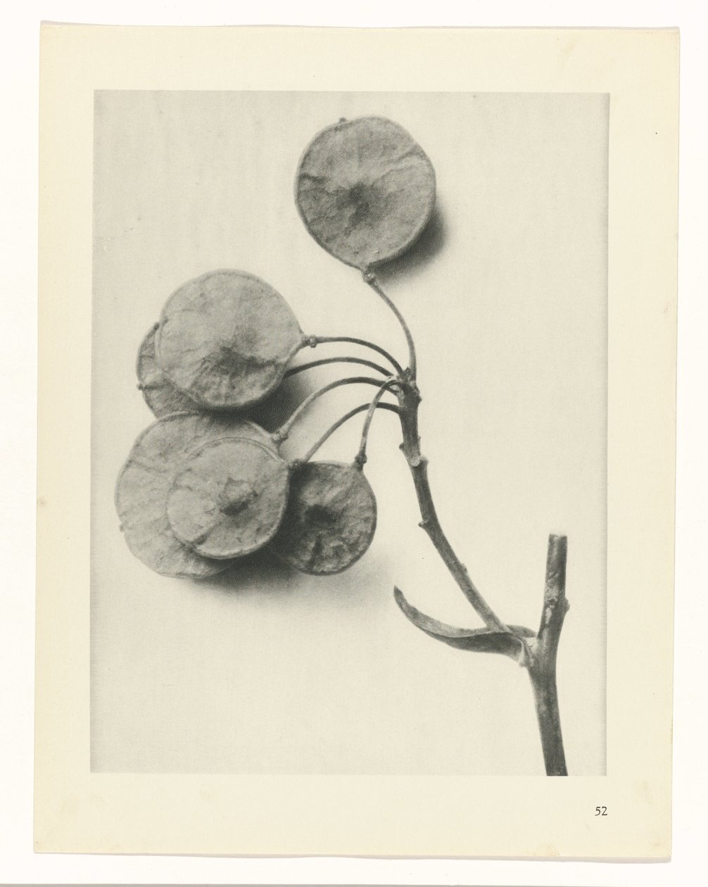 planejar estudo Arquétipos da Arte (título da série) de Karl Blossfeldt