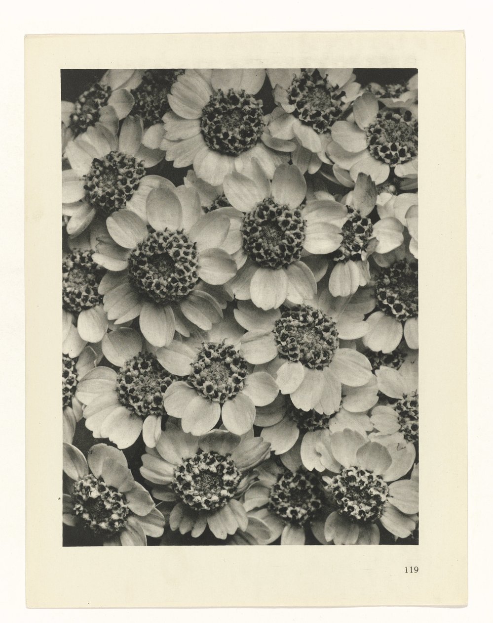 planejar estudo Arquétipos da Arte (título da série) de Karl Blossfeldt