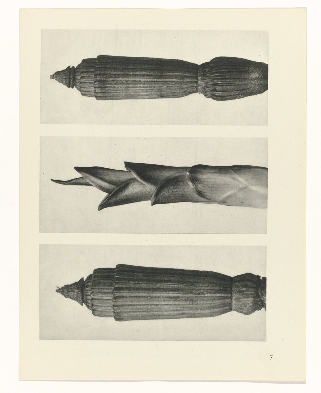 planejar estudo Arquétipos da Arte (título da série) de Karl Blossfeldt