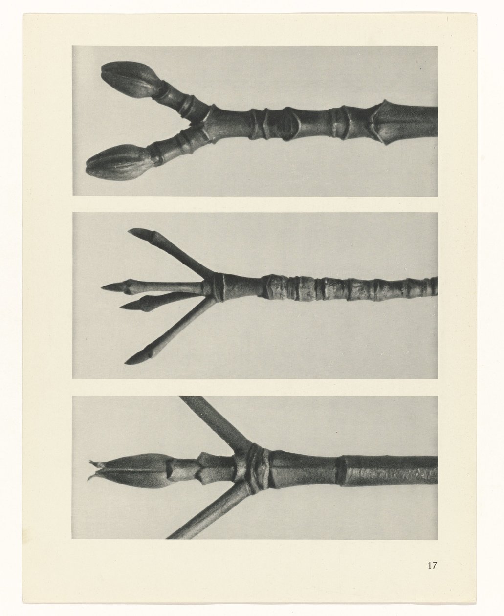 planejar estudo Arquétipos da Arte (título da série) de Karl Blossfeldt