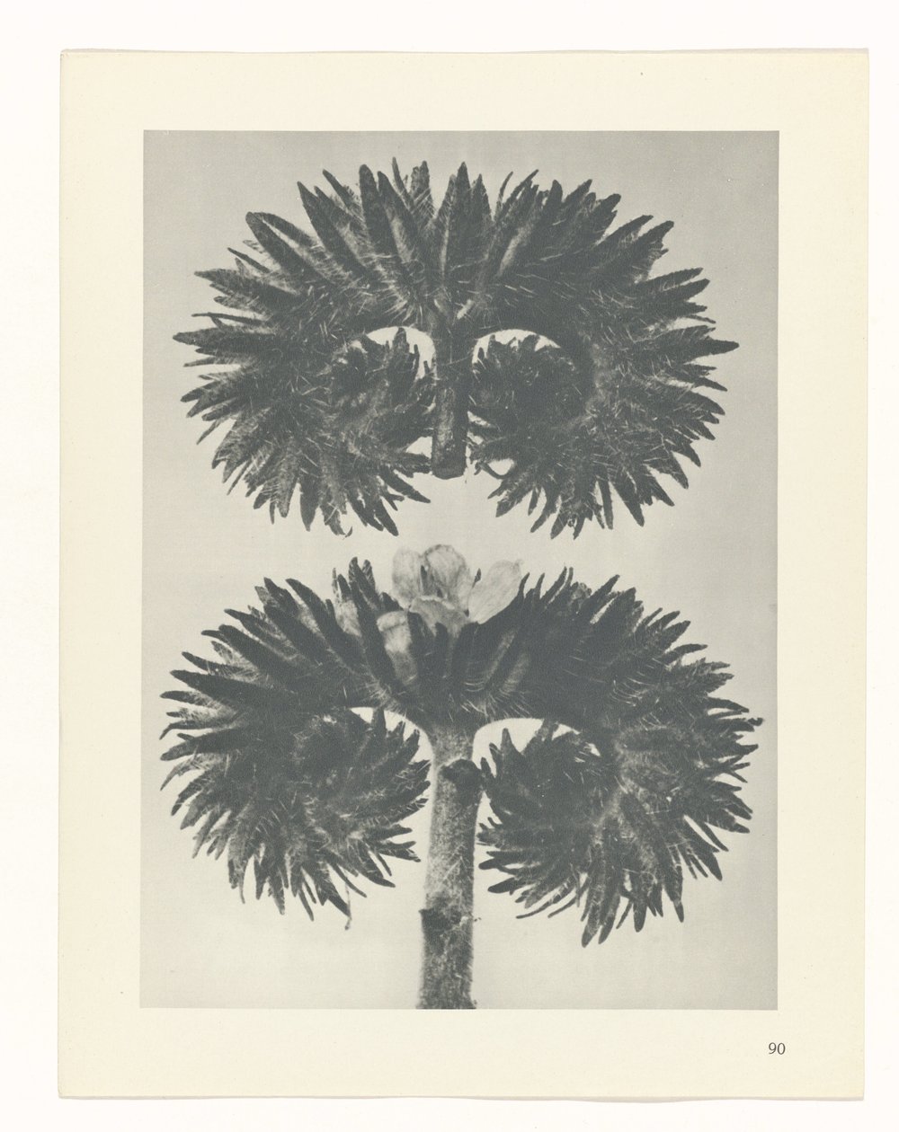 Estudo das plantas
Arquétipos de Arte (título da série) de Karl Blossfeldt