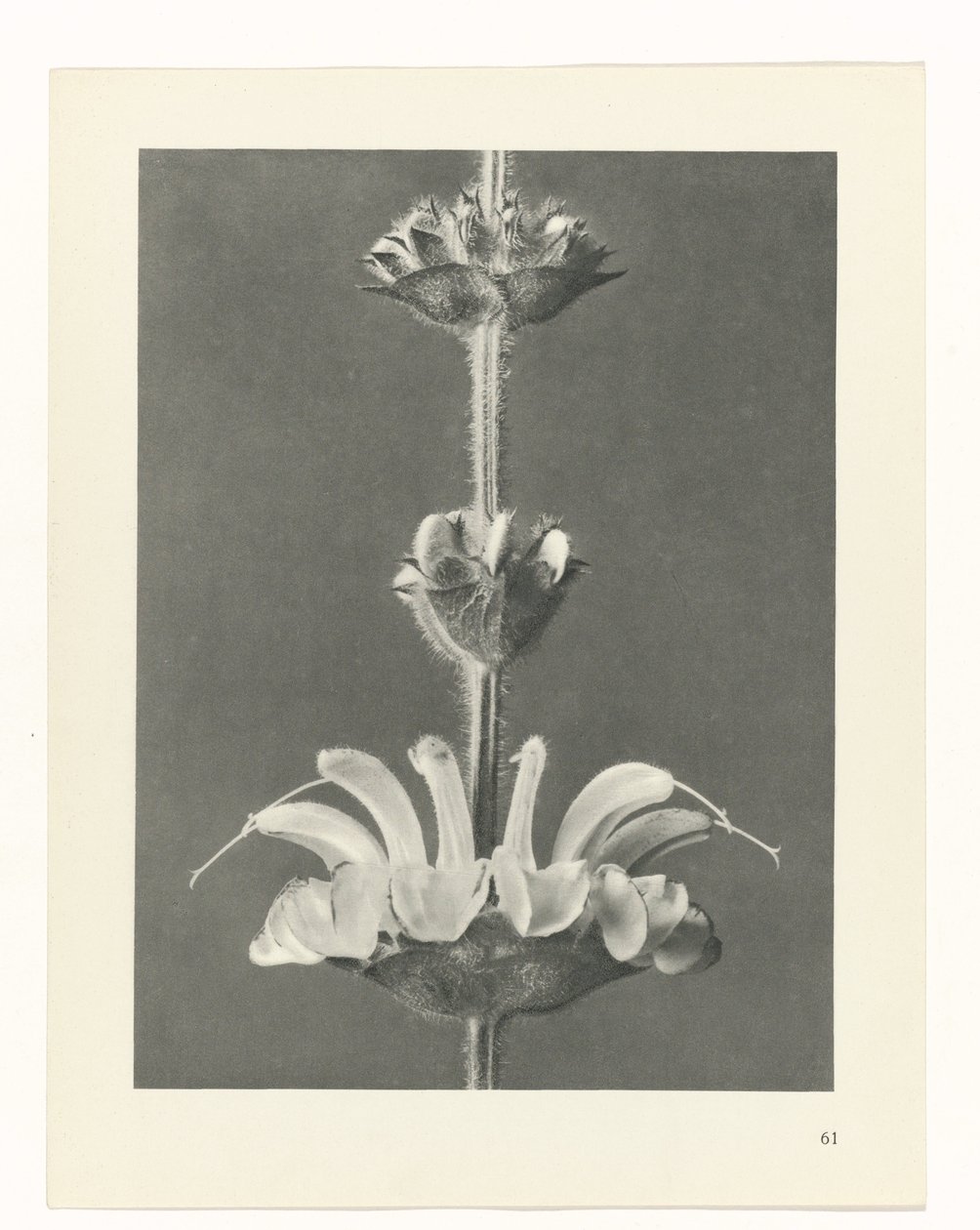 planejar estudo Arquétipos da Arte (título da série) de Karl Blossfeldt