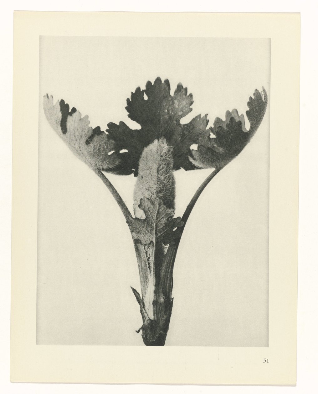 Estudo das plantas
Arquétipos de Arte (título da série) de Karl Blossfeldt