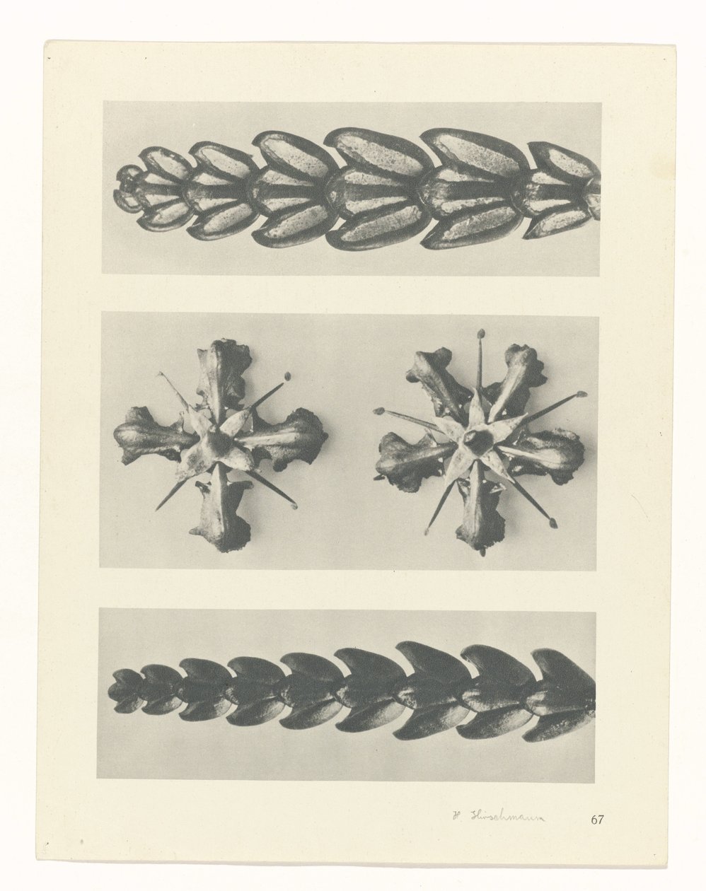 Estudo das plantas
Arquétipos de Arte (título da série) de Karl Blossfeldt