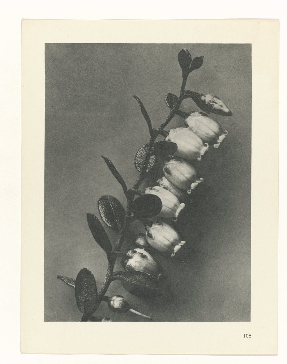 planejar estudo Arquétipos da Arte (título da série) de Karl Blossfeldt